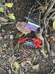 Christmas Island crabs